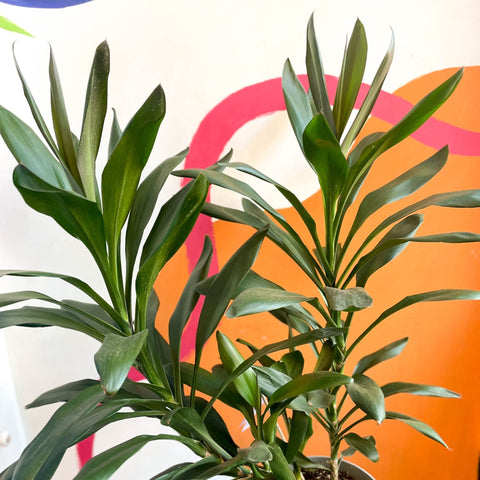 Good Luck Plant - Cordyline fruticosa 'Glauca' - British Grown - Sprouts of Bristol