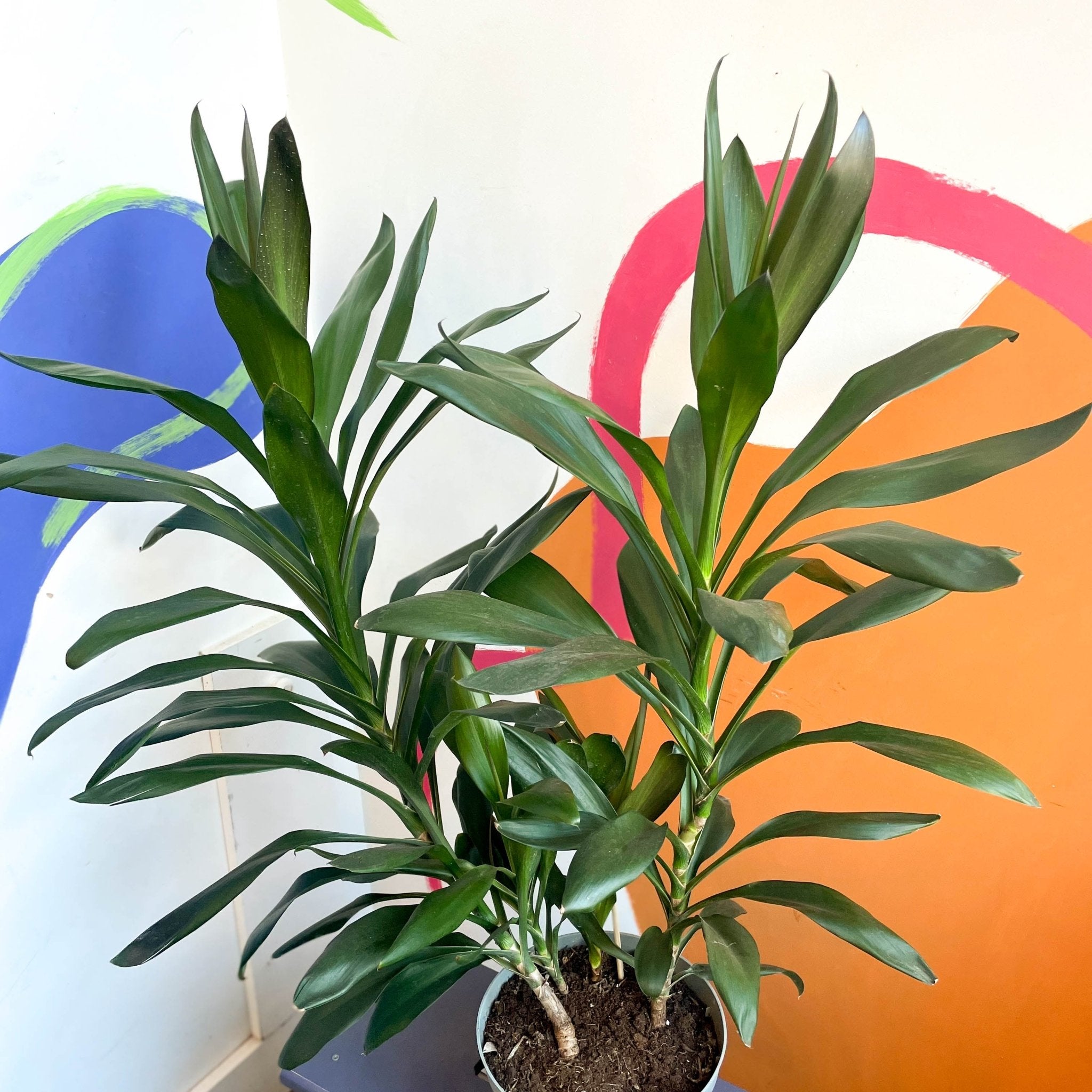 dracaena cordyline glauca Good Luck Plant - Cordyline fruticosa 'Glauca'
