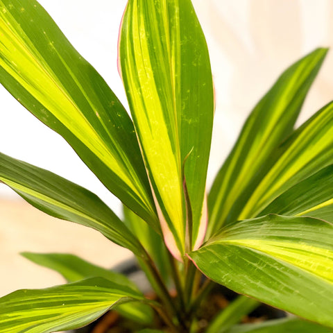 Good Luck Plant - Cordyline fruticosa 'Kiwi' - Sprouts of Bristol