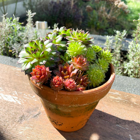 Houseleeks in Aged Terracotta Pot - Sempervivum - Sprouts of Bristol