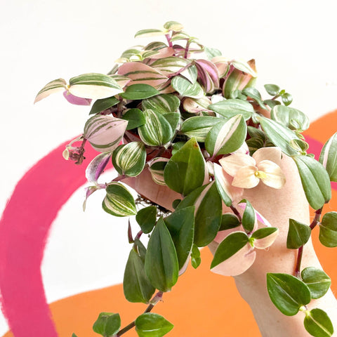 Inch Plant - Tradescantia fluminensis 'Quadricolor' - Sprouts of Bristol