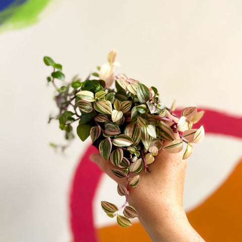 Inch Plant - Tradescantia fluminensis 'Quadricolor' - Sprouts of Bristol