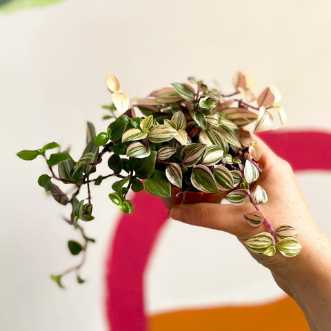 Inch Plant - Tradescantia fluminensis 'Quadricolor' - Sprouts of Bristol