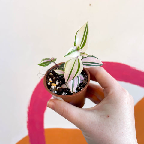 Inch Plant - Tradescantia mundula 'Lisa' Quadricolor - Welsh Grown - Sprouts of Bristol