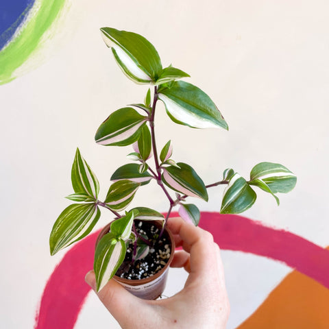 Inch Plant - Tradescantia mundula 'Lisa' Quadricolor - Welsh Grown - Sprouts of Bristol
