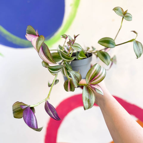 Inch Plant - Tradescantia zebrina 'Quadricolor' - Welsh Grown - Sprouts of Bristol