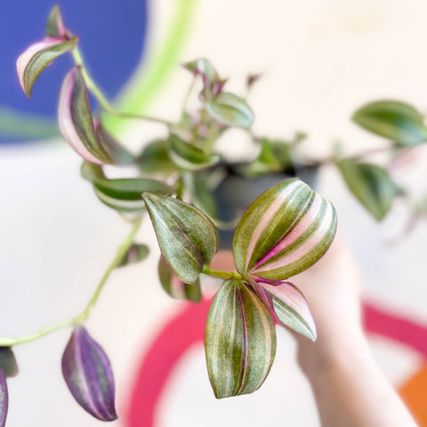 Inch Plant - Tradescantia zebrina 'Quadricolor' - Welsh Grown - Sprouts of Bristol