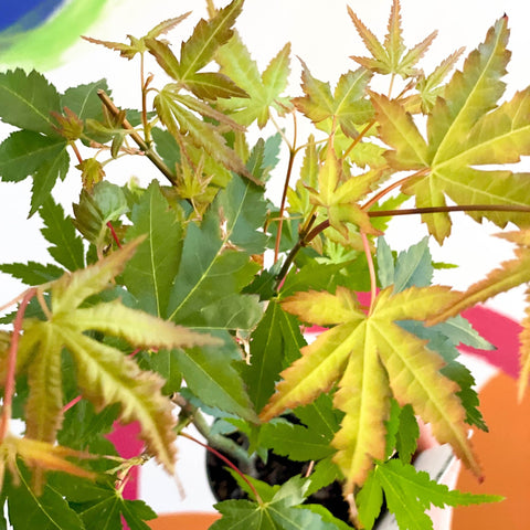 Japanese Maple - Acer palmatum 'Green Globe' - Sprouts of Bristol
