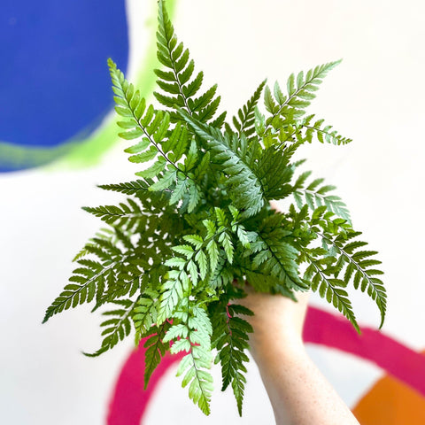 Lady Fern - Athyrium - Sprouts of Bristol
