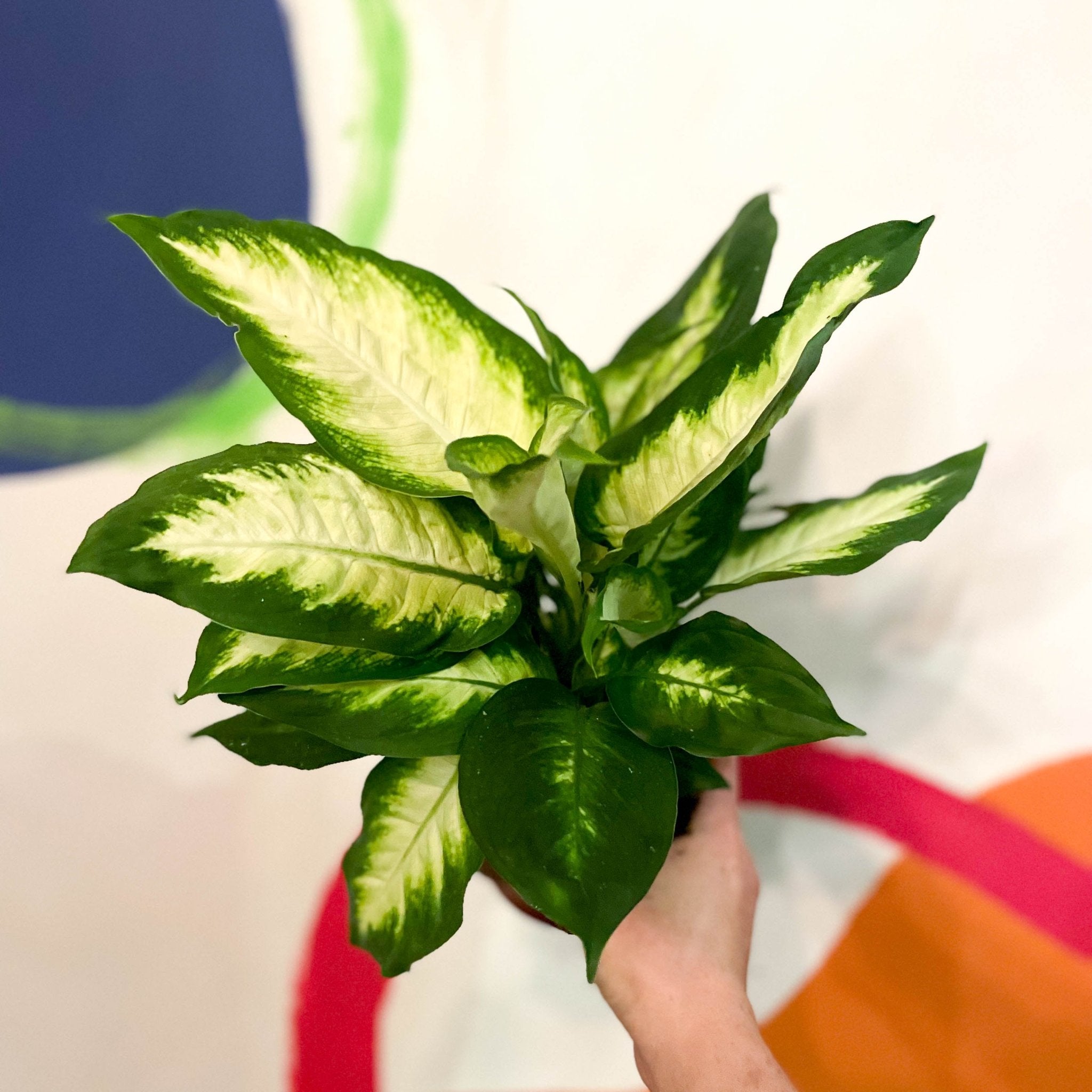 dieffenbachia bertina Leopard Lily