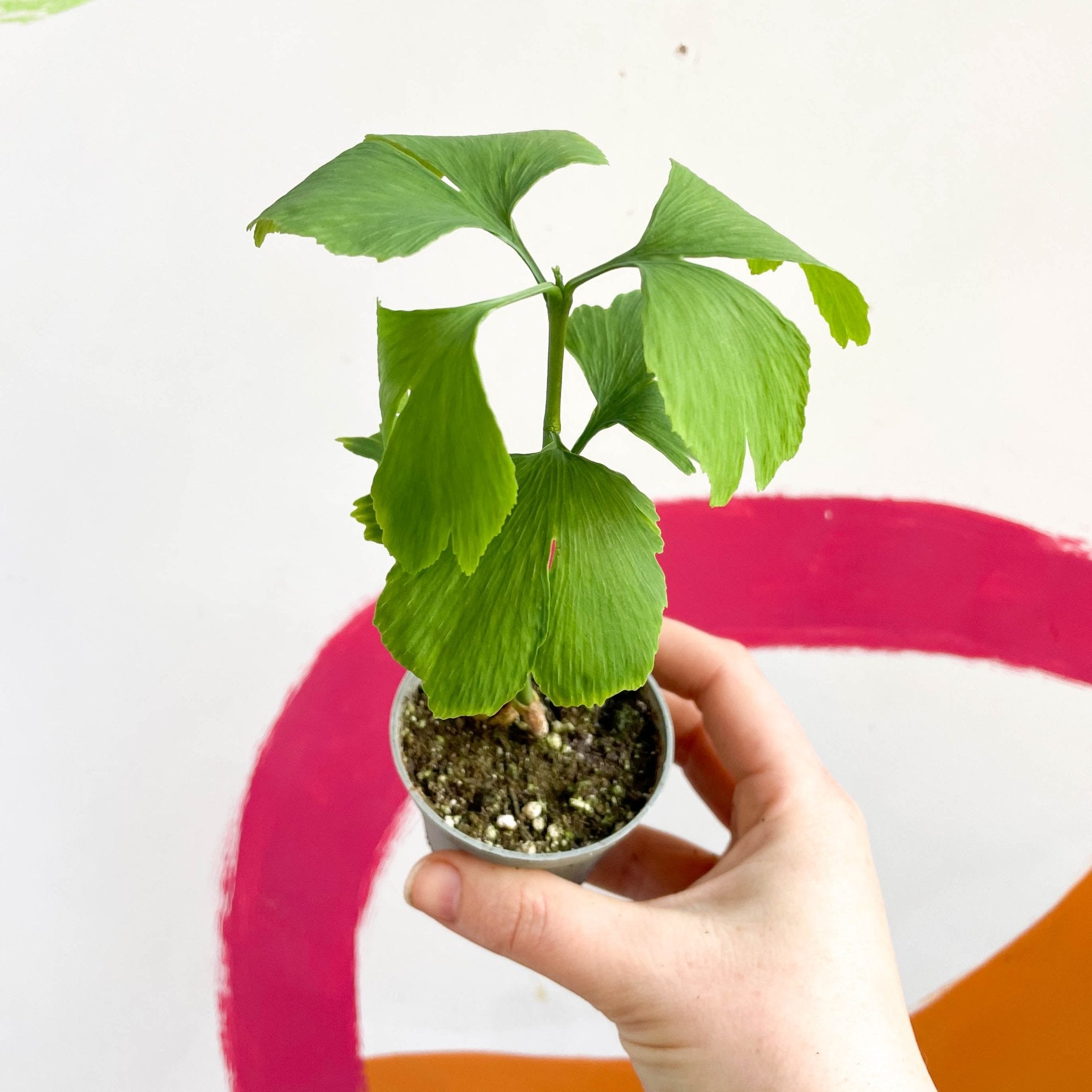 Maidenhair Tree Ginkgo biloba Sprouts of Bristol