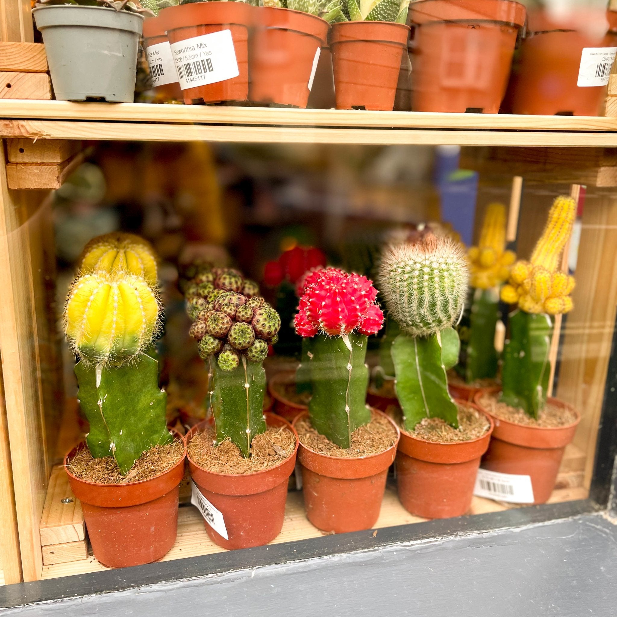 types of moon cactus Moon Cactus