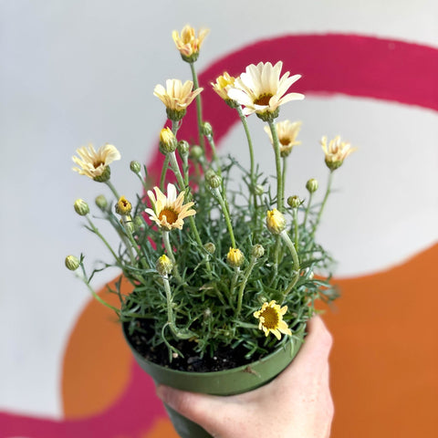 Moroccan Daisy - Rhodanthemum hosmariense 'Zagora Yellow' - Sprouts of Bristol