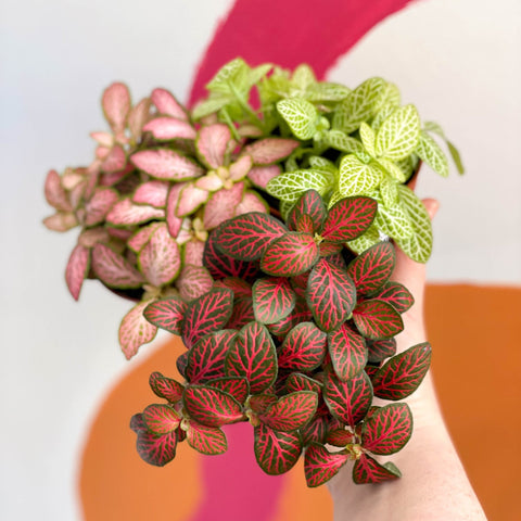 Nerve Plant - Fittonia argyroneura - Sprouts of Bristol