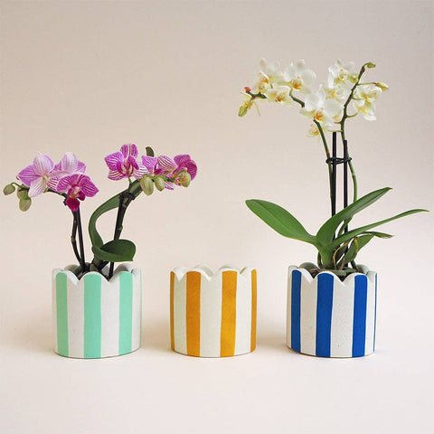 Olive Green Stripes Jesmonite Pot - Sprouts of Bristol