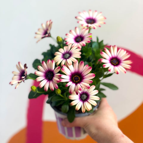 Osteospermum 'Flower Power Special' - Sprouts of Bristol