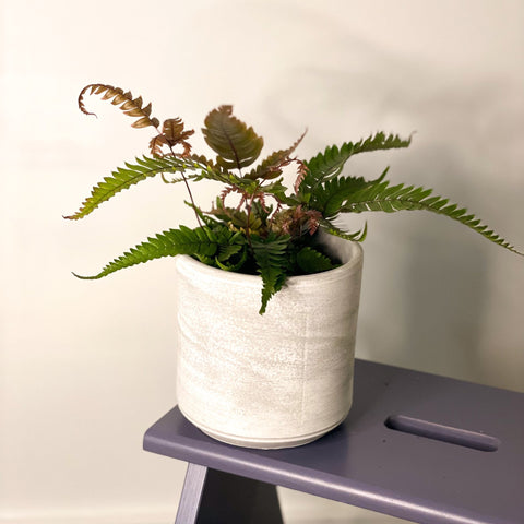 Painted Brake Fern - Pteris quadriaurita 'Tricolor' - Sprouts of Bristol