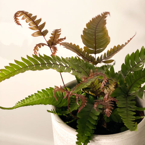 Painted Brake Fern - Pteris quadriaurita 'Tricolor' - Sprouts of Bristol