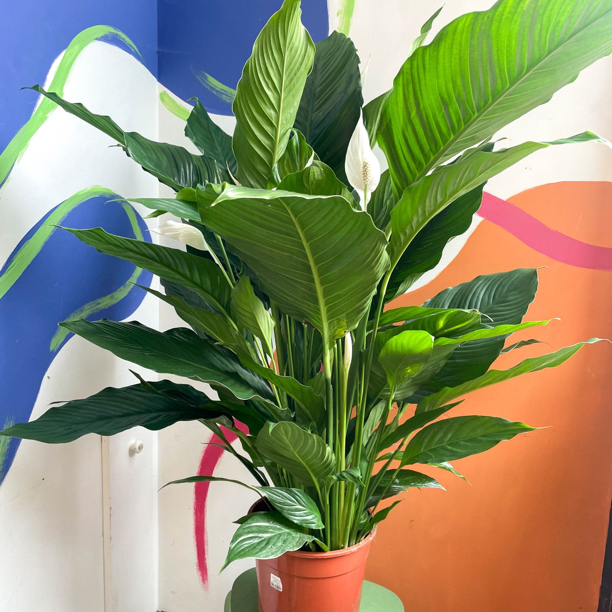 peace lily sebastiano Spathiphyllum 'Sweet Sebastiano'