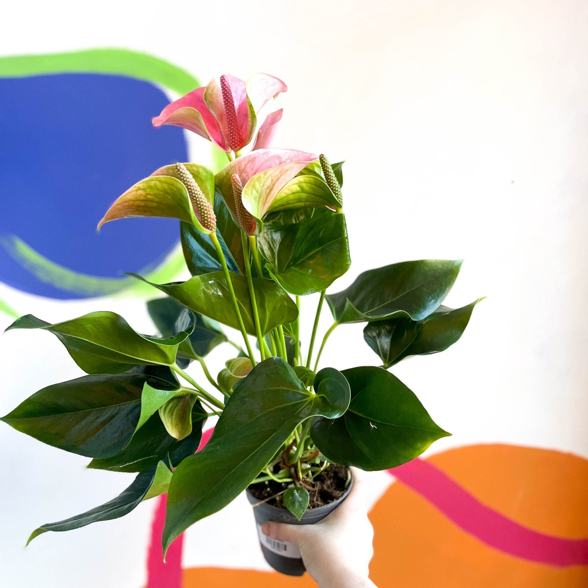 anthurium joli peach care Peach Flamingo Flower