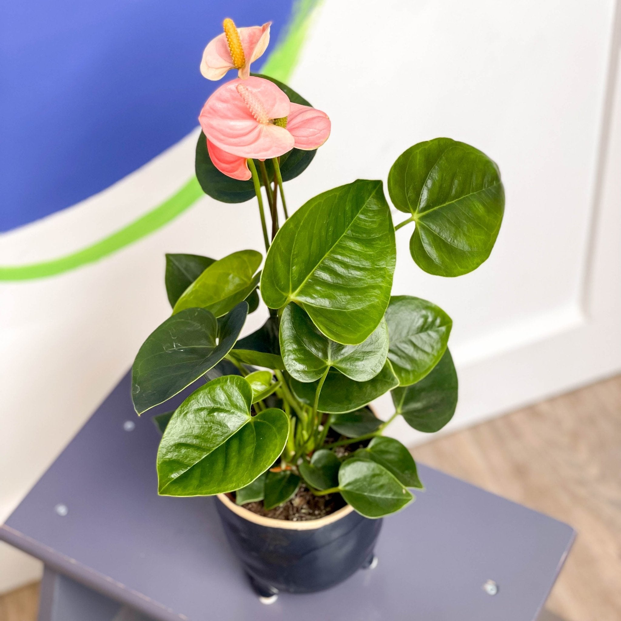 anthurium spirit Anthurium andraeanum 'Spirit'