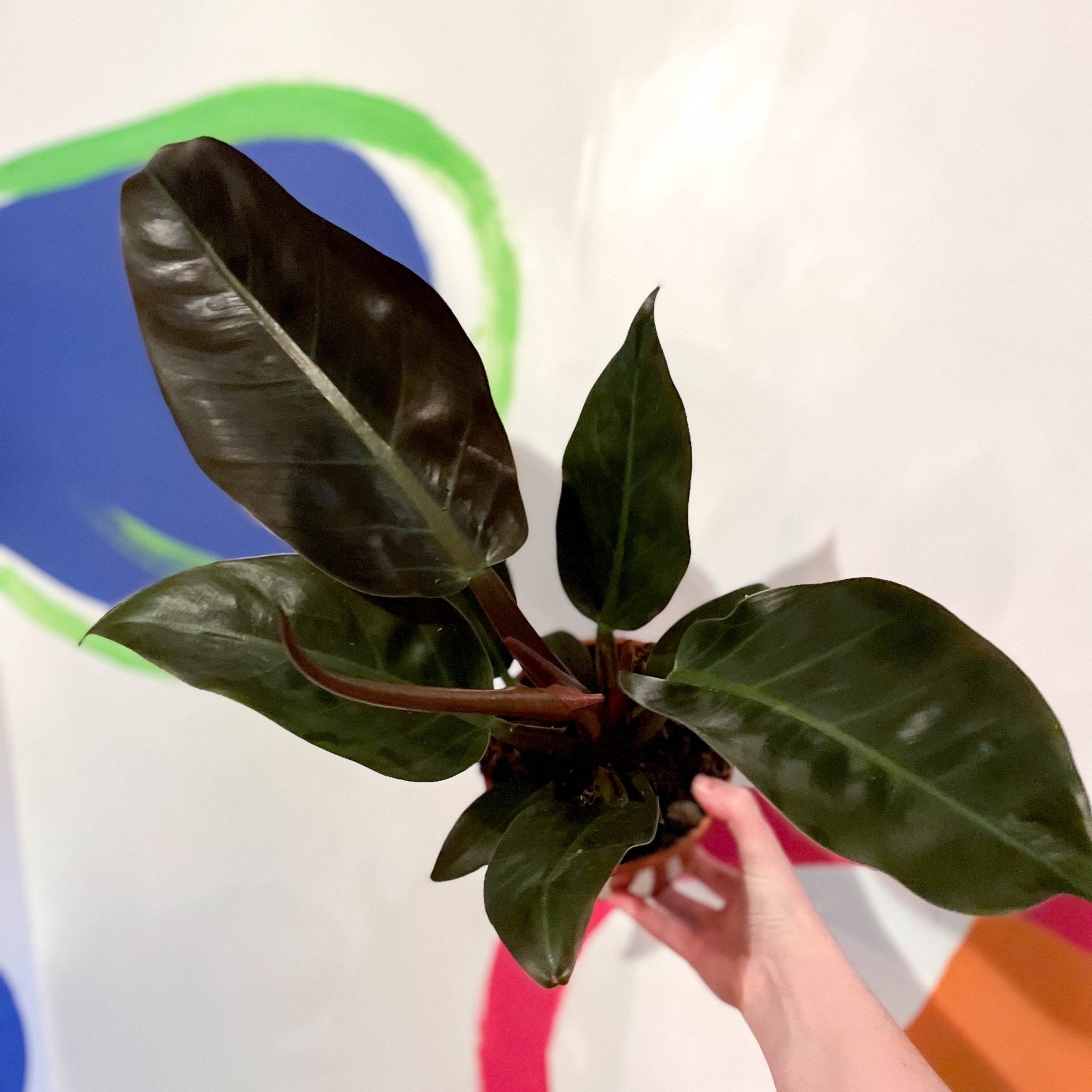 philodendron benefits reddit Philodendron erubescens 'Imperial Red' – Sprouts of Bristol