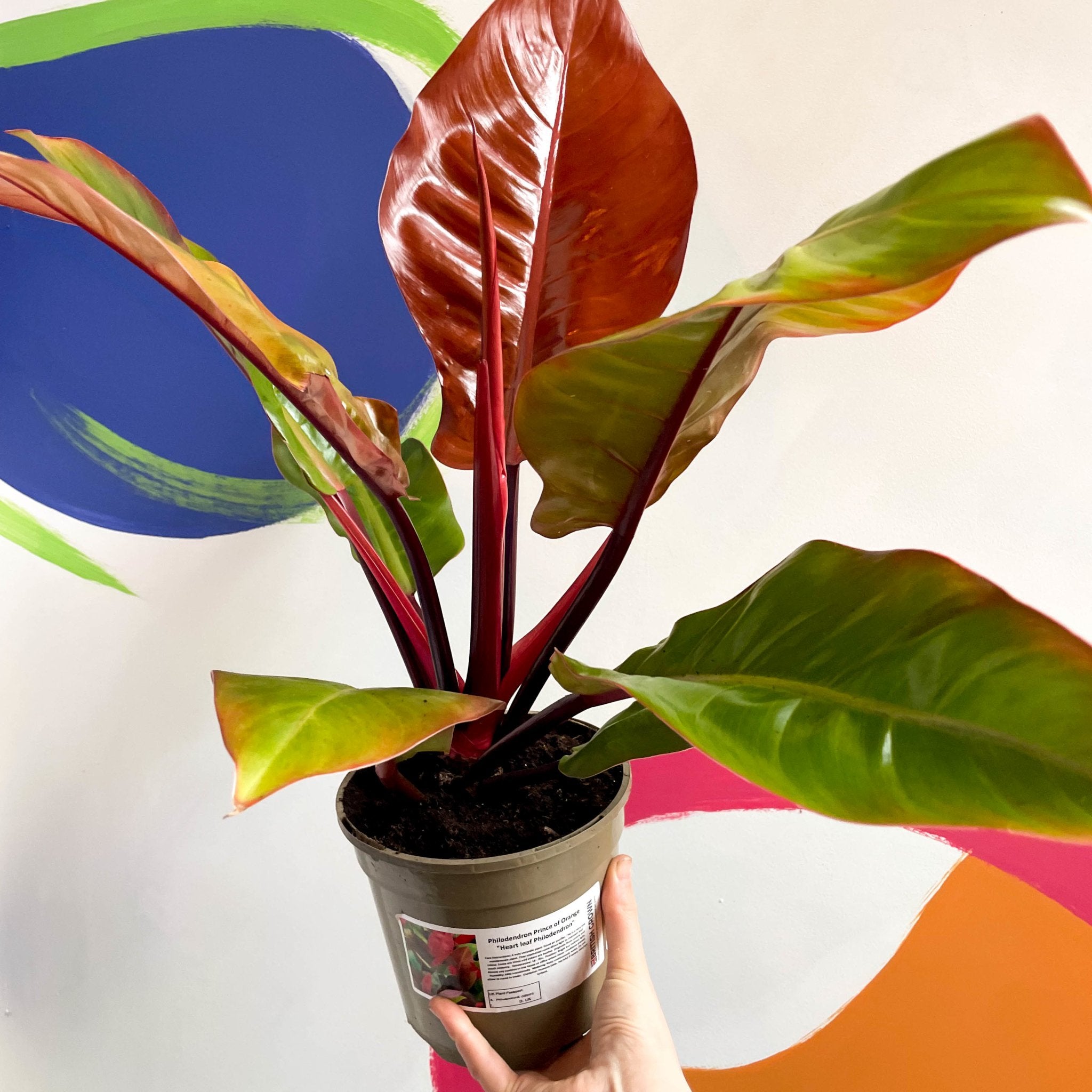 philodendron erubescens nombre común Philodendron erubescens 'Prince of Orange'