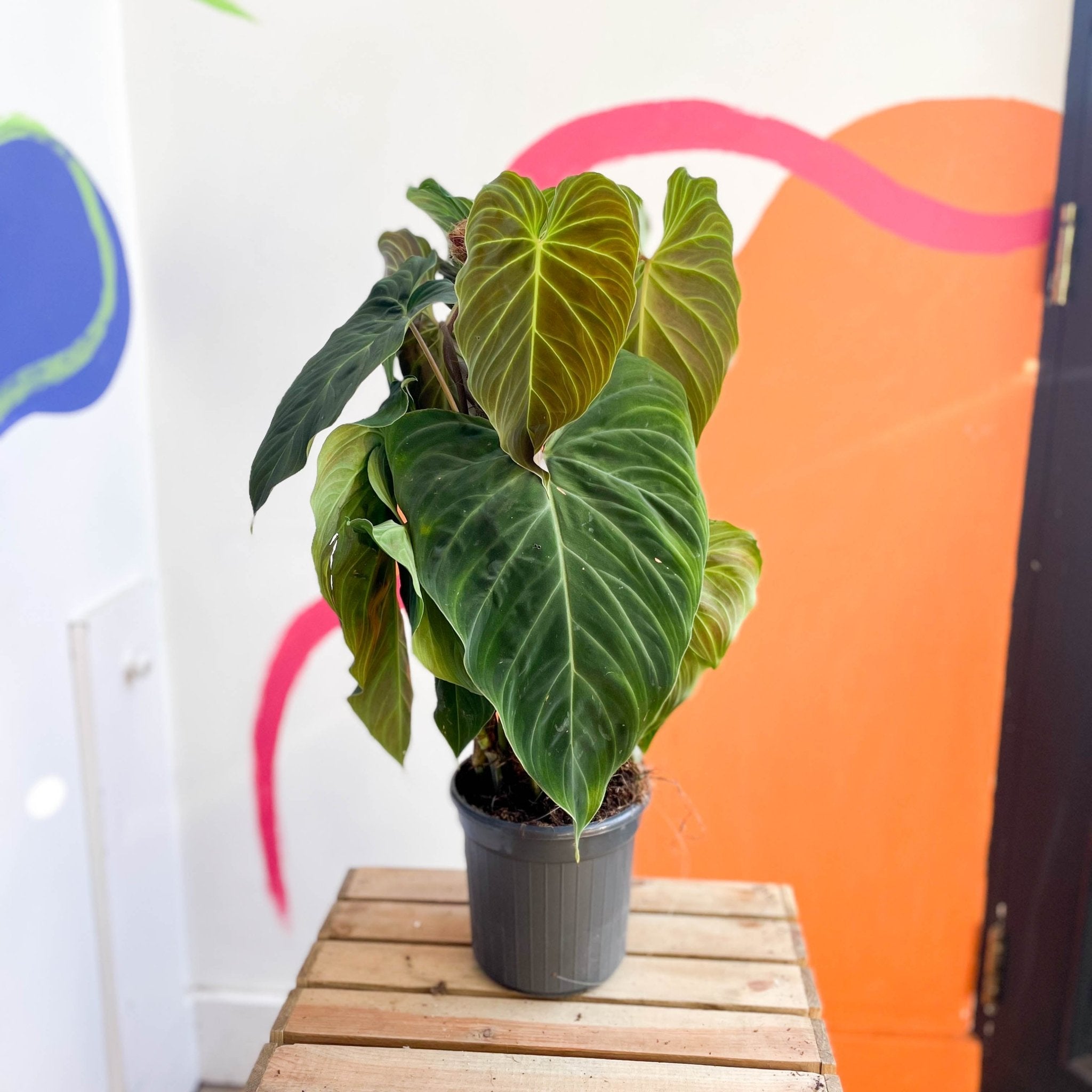 philodendron melano x verru Philodendron melanochrysum x verrucosum 'Splendid' – Sprouts of Bristol