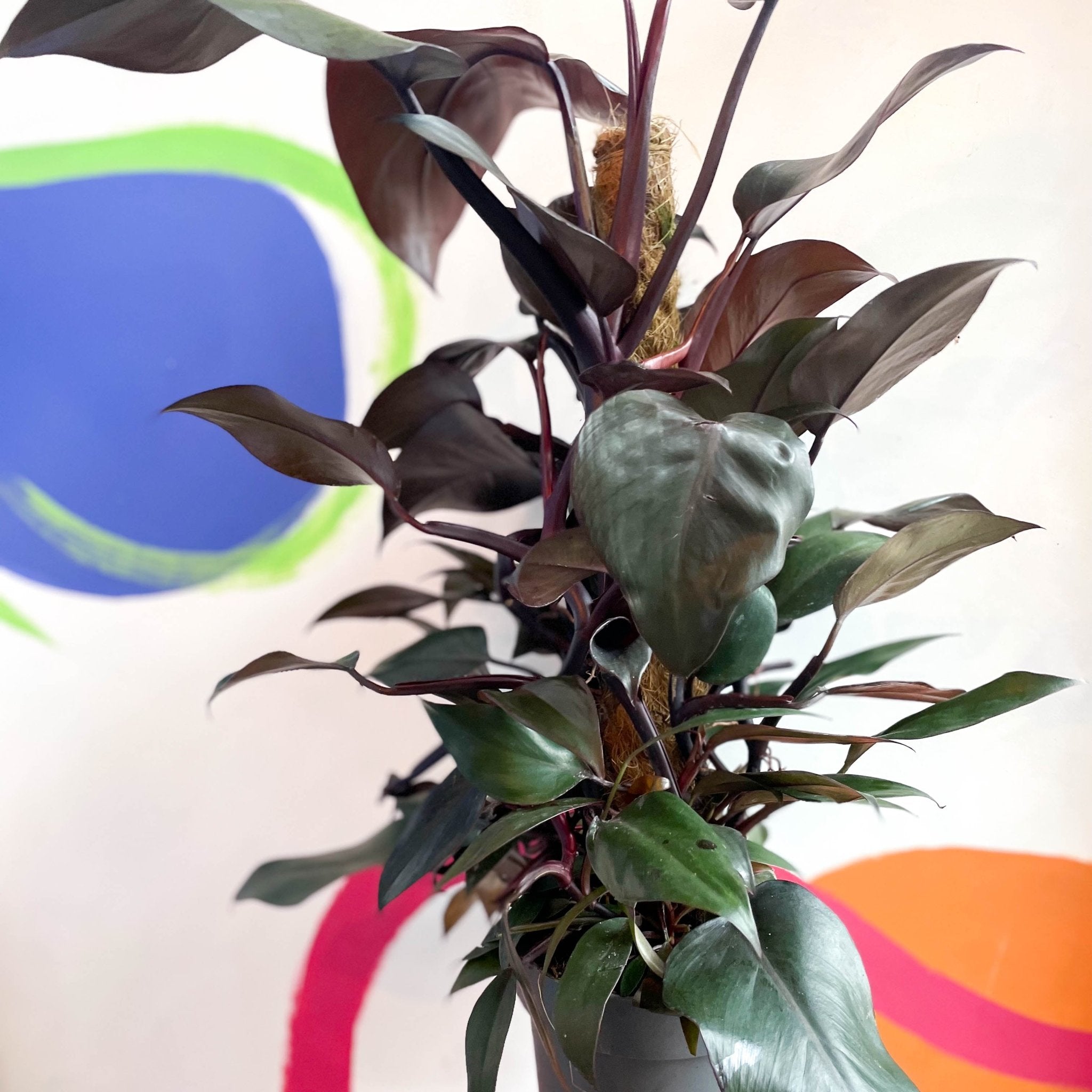 Philodendron 'New Red' – Sprouts of Bristol