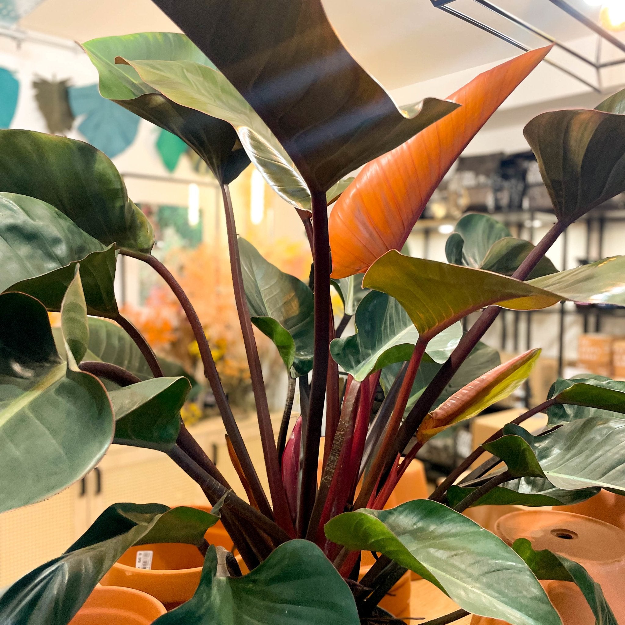Philodendron 'Red Beauty' – Sprouts of Bristol