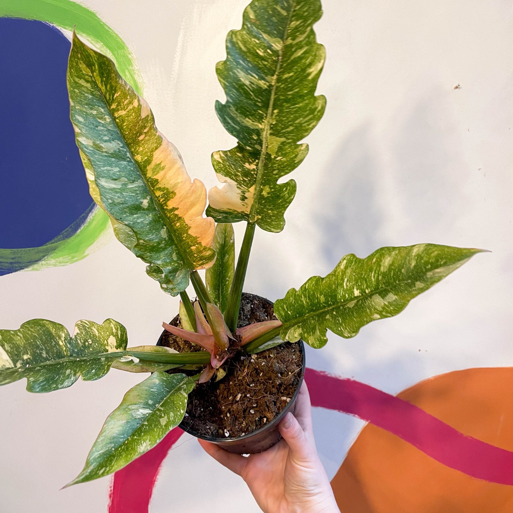 philodendron narrow vs ring of fire Philodendron 'Ring of Fire' – Sprouts of Bristol