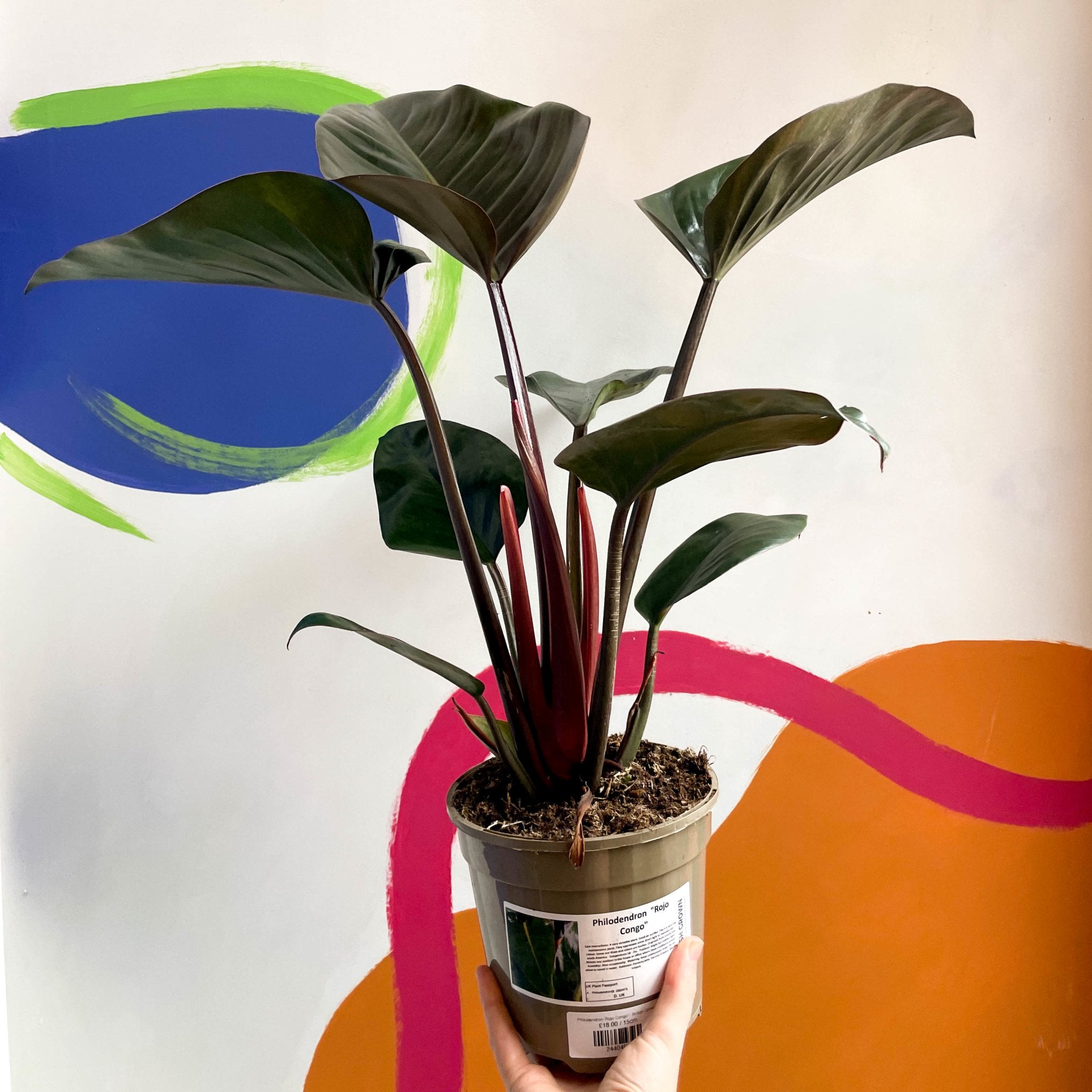 philodendron tatei congo Philodendron tatei 'Rojo Congo'