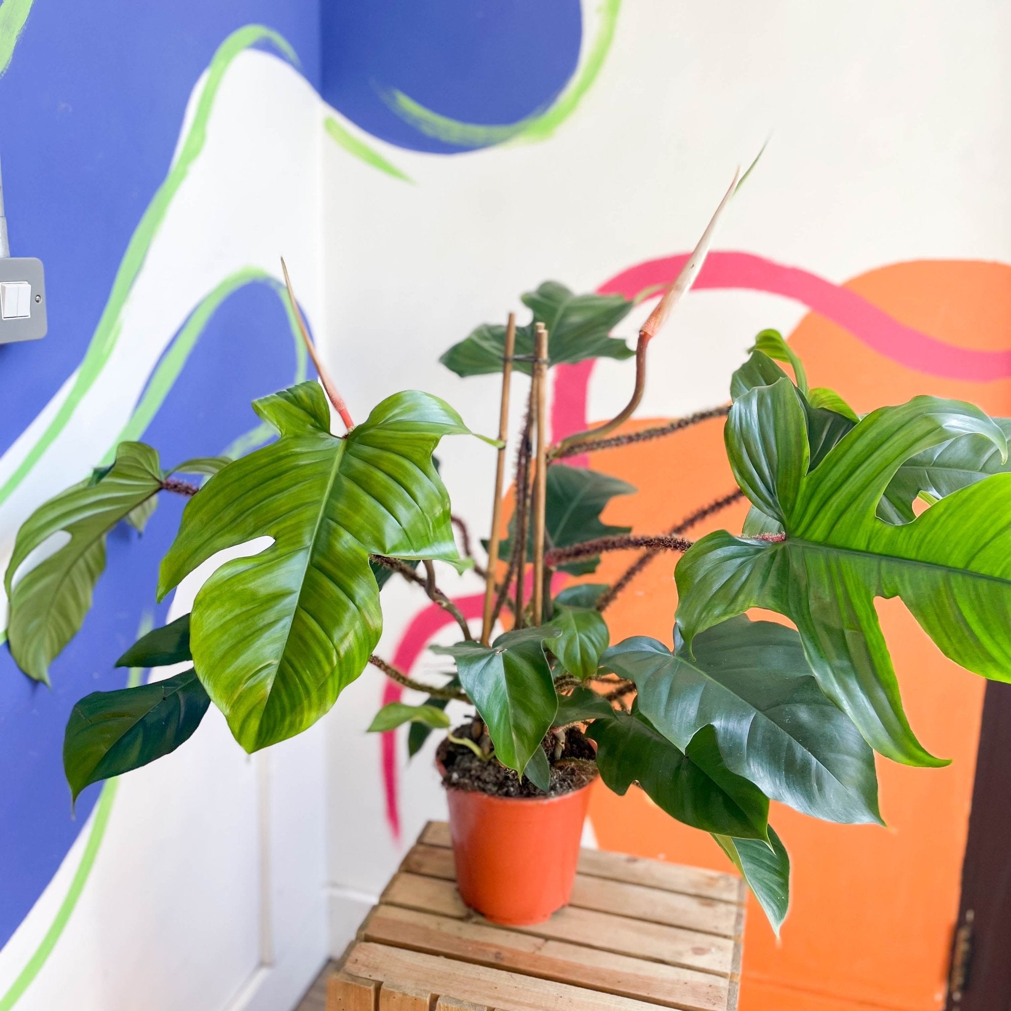 Philodendron squamiferum – Sprouts of Bristol