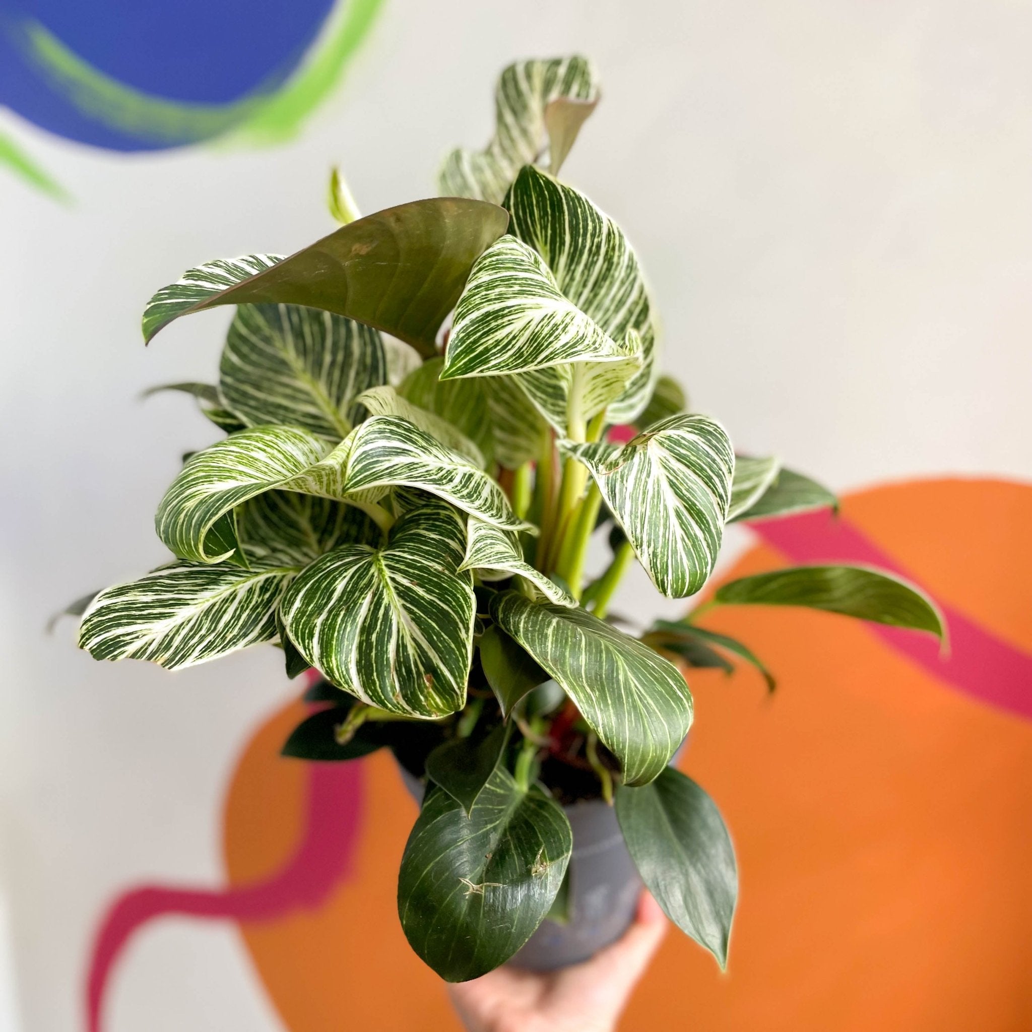 baumfreund white measure Philodendron 'White Weave' – Sprouts of Bristol