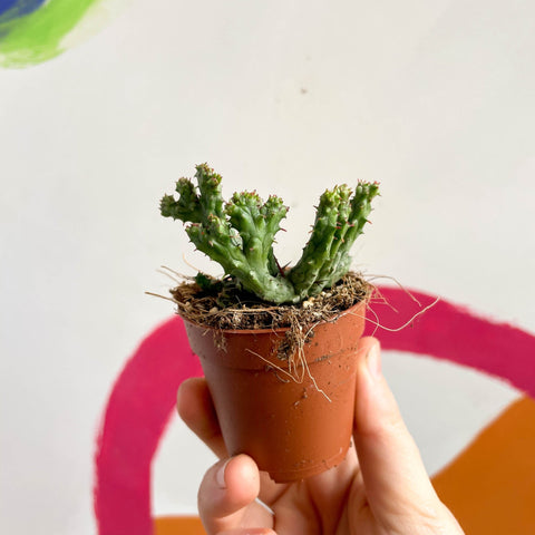 Pincushion Plant - Euphorbia enopla 'Cristata Coral' - Sprouts of Bristol