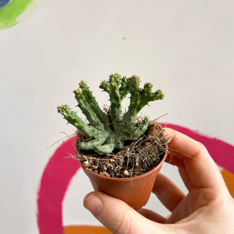 Pincushion Plant - Euphorbia enopla 'Cristata Coral' - Sprouts of Bristol
