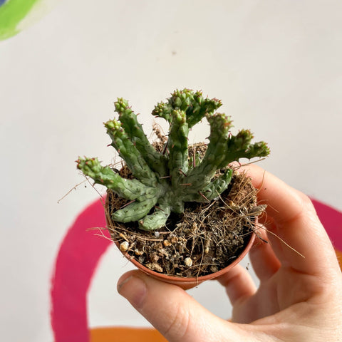 Pincushion Plant - Euphorbia enopla 'Cristata Coral' - Sprouts of Bristol