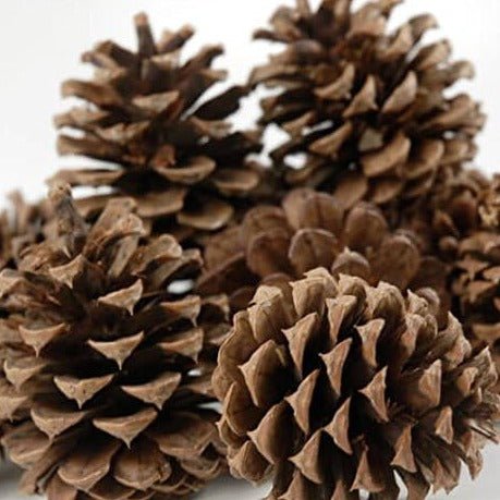 Pine Cones - Christmas Craft Wreath Florist Festive Decoration - Sprouts of Bristol