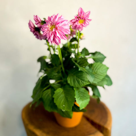 Pink Dahlia 'Royal' - Sprouts of Bristol