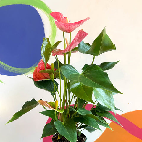 Pink Flamingo Flower - Anthurium 'Colorado Pink' - Sprouts of Bristol