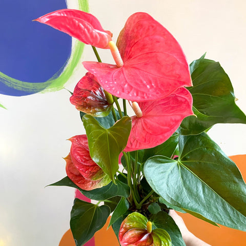 Pink Flamingo Flower - Anthurium 'Colorado Pink' - Sprouts of Bristol