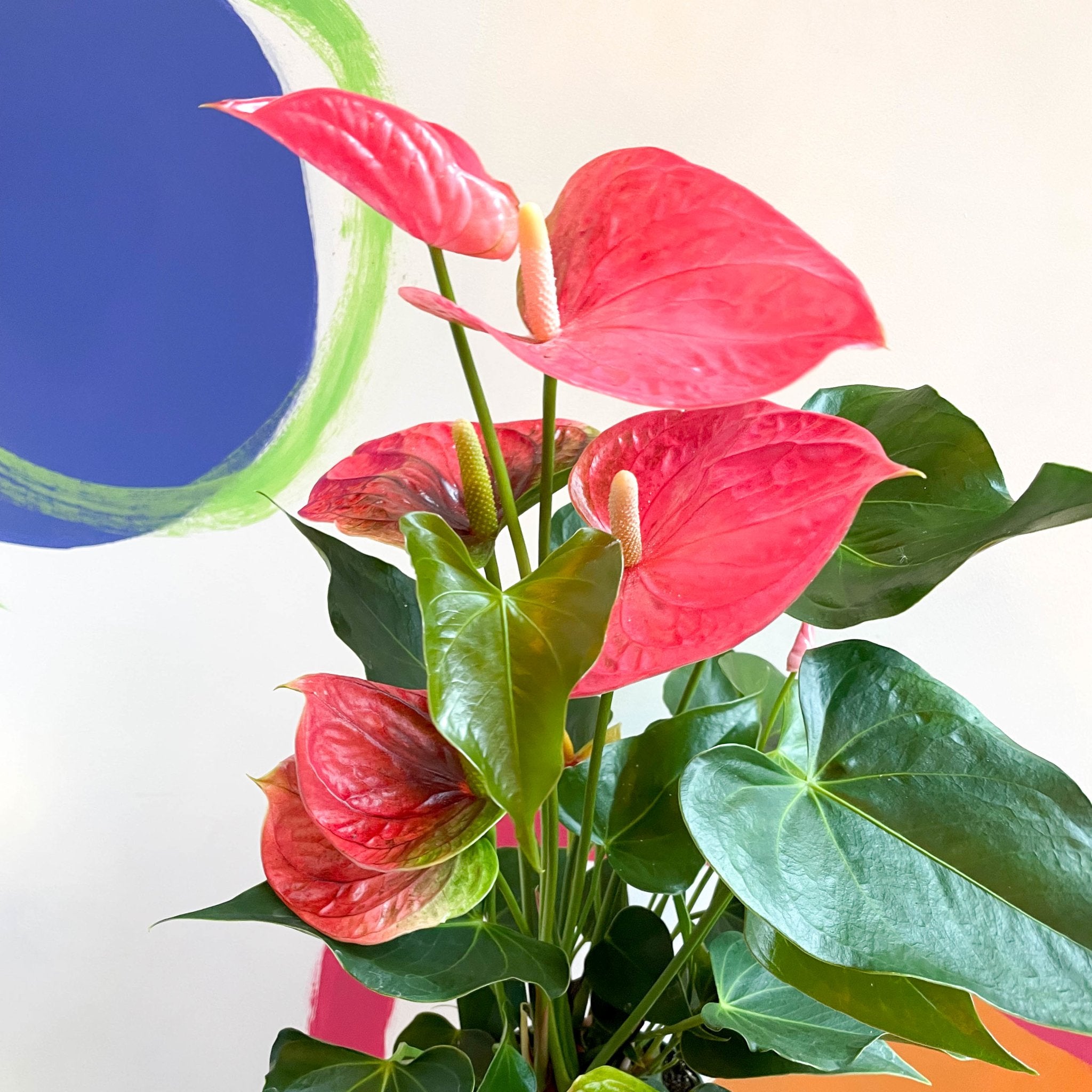 anthurium colorado Anthurium andraeanum 'Colorado Pink'