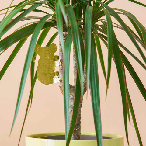 Plant Animal Koala - Sprouts of Bristol