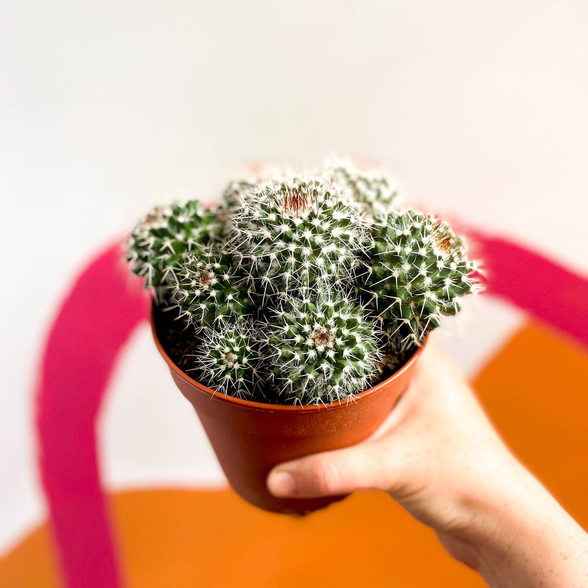 Powder Puff Cactus Mammillaria bocasana Sprouts of Bristol