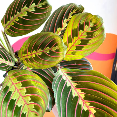 Prayer Plant - Maranta leuconeura 'Fascinator Tricolor' - Sprouts of Bristol