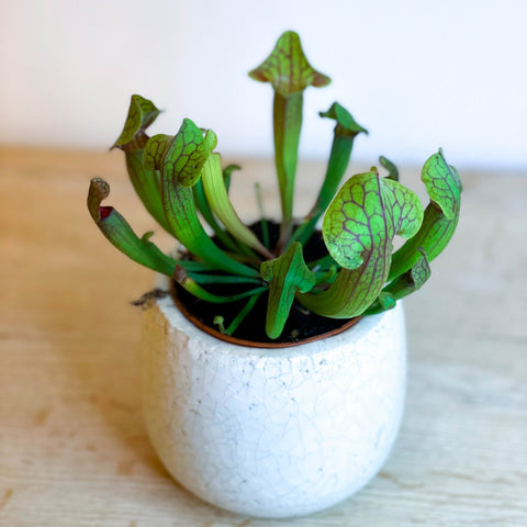 Purple American Pitcher Plant - Sarracenia 'Tess' - Sprouts of Bristol