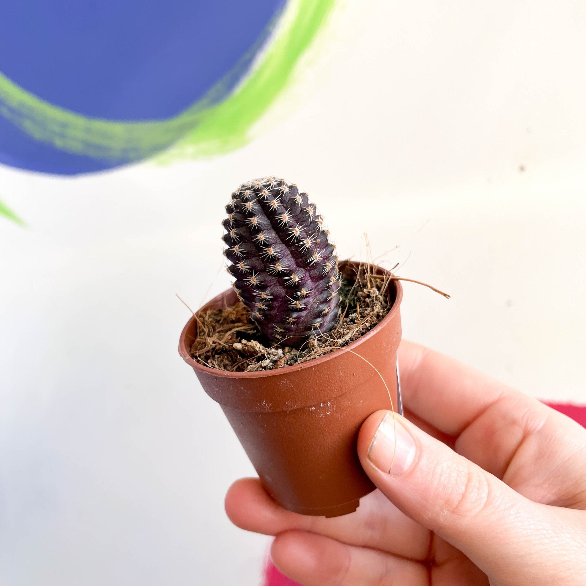 Rebutia pygmaea – Sprouts of Bristol
