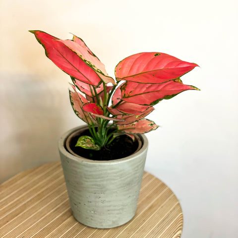 Red Chinese Evergreen - Aglaonema 'Red Star' - Sprouts of Bristol