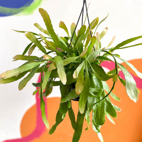 Rhipsalis ramulosa 'Red Coral' - Sprouts of Bristol