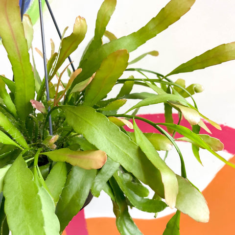 Rhipsalis ramulosa 'Red Coral' - Sprouts of Bristol